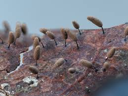 Attēlu rezultāti vaicājumam “Comatricha pulchella”