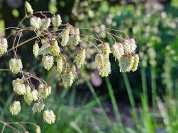 Attēlu rezultāti vaicājumam “Briza media bud”