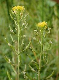 Attēlu rezultāti vaicājumam “Rorippa palustris leaf”