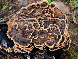 Attēlu rezultāti vaicājumam “Trametes versicolor”