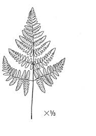 Attēlu rezultāti vaicājumam “Gymnocarpium robertianum”