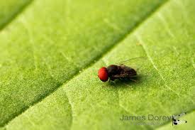 Attēlu rezultāti vaicājumam “Platypezidae”