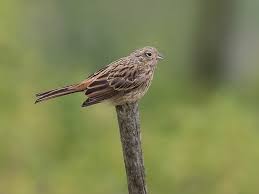 Image result for Emberiza cia