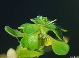 Attēlu rezultāti vaicājumam “Callitriche cophocarpa leaf”