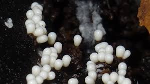 Attēlu rezultāti vaicājumam “Lamproderma pseudomaculatum stalked”