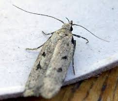 Attēlu rezultāti vaicājumam “Gelechia scotinella”