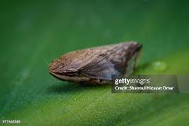 Attēlu rezultāti vaicājumam “Auchenorrhyncha”