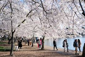 Image result for "cherry blossom" washington