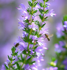 Image result for Satureja hortensis