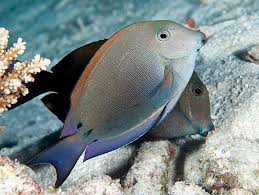 Image result for Acanthurus blochii