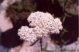 Attēlu rezultāti vaicājumam “Achillea salicifolia flower”