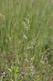 Attēlu rezultāti vaicājumam “Galium album”