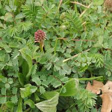Image result for Sanguisorba minor
