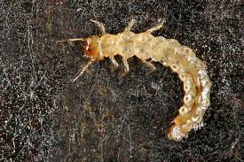 Attēlu rezultāti vaicājumam “Dendrophagus crenatus”