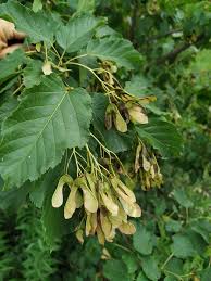 Attēlu rezultāti vaicājumam “Acer tataricum fruit”