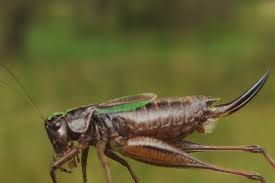 Attēlu rezultāti vaicājumam “Metrioptera brachyptera”