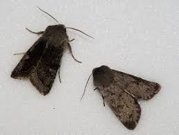 Attēlu rezultāti vaicājumam “Orthosia incerta”