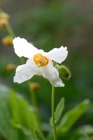Image result for Meconopsis betonicifolia alba