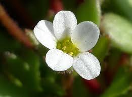Attēlu rezultāti vaicājumam “Saxifraga tridactylites flower”