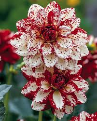 Image result for Dahlia hybrid.