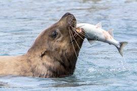 Image result for Coregonus albula