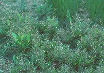 Attēlu rezultāti vaicājumam “Alisma gramineum”