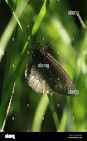 Attēlu rezultāti vaicājumam “Oeneis jutta”