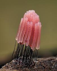 Attēlu rezultāti vaicājumam “Physarum gravidum stalked”