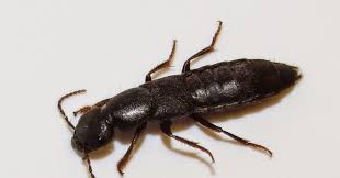 Billedresultat for rovbille