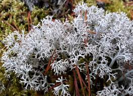 Attēlu rezultāti vaicājumam “Cladonia rangiferina”