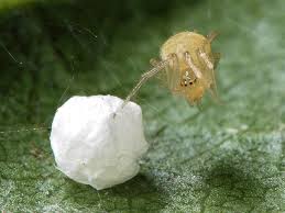 Attēlu rezultāti vaicājumam “Paidiscura pallens”