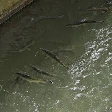 Image result for Alosa sapidissima