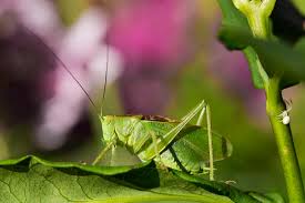 Attēlu rezultāti vaicājumam “Tettigonia cantans”