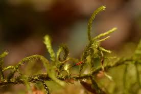 Attēlu rezultāti vaicājumam “Antitrichia curtipendula macro”