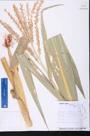 Attēlu rezultāti vaicājumam “Zea mays”