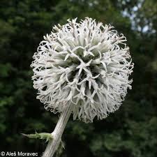 Image result for Echinops spaerocephalus