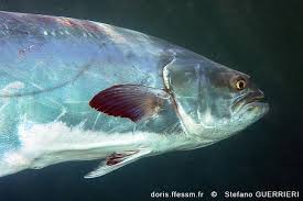 Image result for Lichia amia