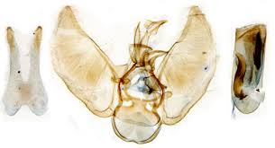 Attēlu rezultāti vaicājumam “Eupithecia sinuosaria”