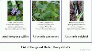 Attēlu rezultāti vaicājumam “Urocystis anemones”