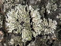 Attēlu rezultāti vaicājumam “Phaeophyscia orbicularis”