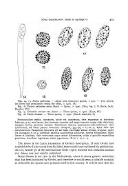 Attēlu rezultāti vaicājumam “Ombrophila violacea spores”