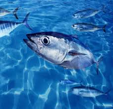 Image result for Thunnus thynnus