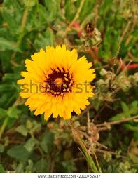 Attēlu rezultāti vaicājumam “Calendula officinalis leaf”