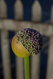 Attēlu rezultāti vaicājumam “Allium holandicum bud”