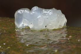 Attēlu rezultāti vaicājumam “Exidia thuretiana”