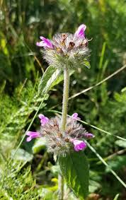 Attēlu rezultāti vaicājumam “Clinopodium vulgare flower”