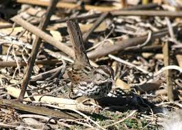 Image result for Melospiza melodia