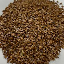 Attēlu rezultāti vaicājumam “Rumex crispus fruit”