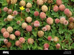 Attēlu rezultāti vaicājumam “Trifolium fragiferum fruit”
