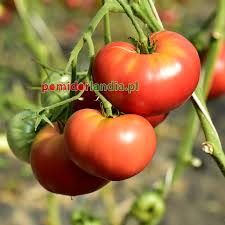 Afbeeldingsresultaat voor kosmonaut volkov 68D tomato